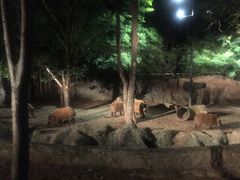 -清迈夜间动物园