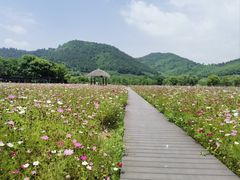 -径山花海