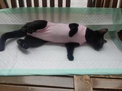 -灵美宠物诊所