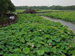 -荷塘月色湿地公园·向阳花洲