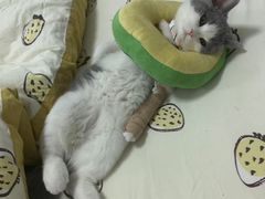 -北京恒爱动物医院(清景园分院)