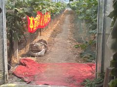 -马陆小张葡萄园农家乐