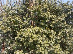 -胜丰草莓采摘园