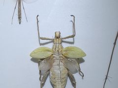 -上海昆虫博物馆