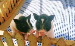 -萌宠亲子动物乐园(槐房万达店)