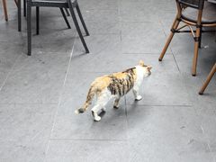 -阿巧茶庄
