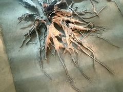 -金沙遗址博物馆