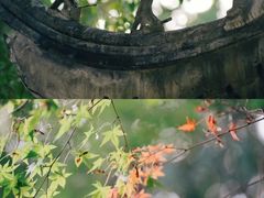 -秋霞圃