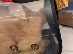 -FAELING PETS美天灵宠物(富力广场店)