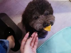 -百好乐宠物友好餐厅(朝外大街店)