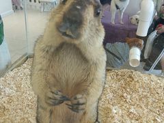 -怪兽屋·羊驼·猫咖·狗咖(俊华广场店)