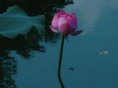 -成都南湖公园