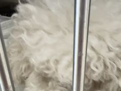 -宠福鑫康馨动物医院·骨科·眼科