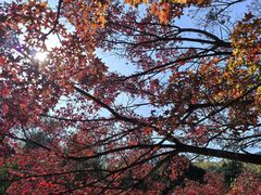 -国家植物园南园