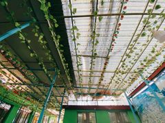 -马白开来特色羊排揪片子  (总店)