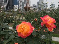 -中之岛公园