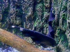 -上海海洋水族馆