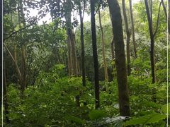 -中山市树木园