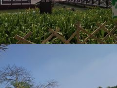 -海珠湖公园