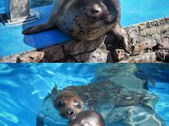 -泉城欧乐堡海洋极地世界