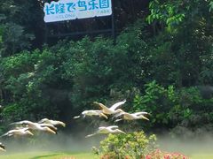 -广州长隆飞鸟乐园