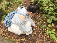 -汤旺河林海奇石景区