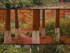 -重庆彩云湖湿地公园