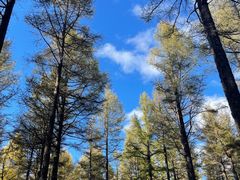 -塞罕坝国家级自然保护区