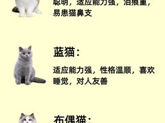 -lincat·猫舍(广州店)