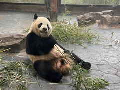 -上海野生动物园