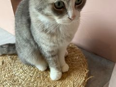 -猫儿山۰猫主题餐厅