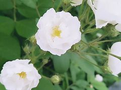 -武清南湖绿博园