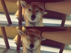 -柴务处·柴犬主题狗咖