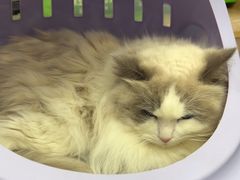 -四月宠物医院·猫专科·心脏专科·内科(转塘店)