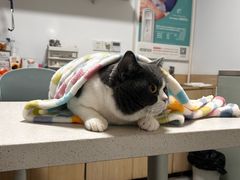 -乐派堂宠物医院·猫友好· 心脏科(东街店)