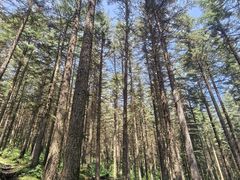 -芦芽山旅游度假区