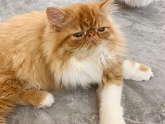 -More Fun猫咖 二十只万元加菲主题