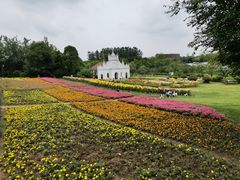 -杭州湾海上花田景区