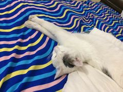 -猫咪博物馆(顶澳仔猫街店)