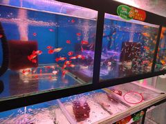 -曲阳花鸟市场(曲阳路店)