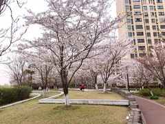 -高东镇樱花园