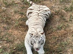 -石家庄市动物园