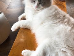 -蓝鲸·缅因猫舍