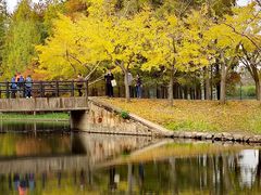 -上海共青森林公园