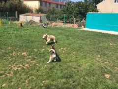 -趣玩宠物乐园寄养训犬训狗游泳池