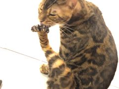 -三花喵·撸猫购宠·宠物生活馆(虹桥南丰城店)