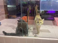 -FAELING PETS美天灵宠物(富力广场店)