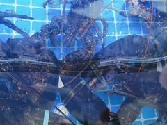 -日照大牌檔•小船海鲜(万平口店)