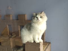 -喵屿·大理花园猫咖