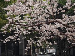 -新湖明珠城